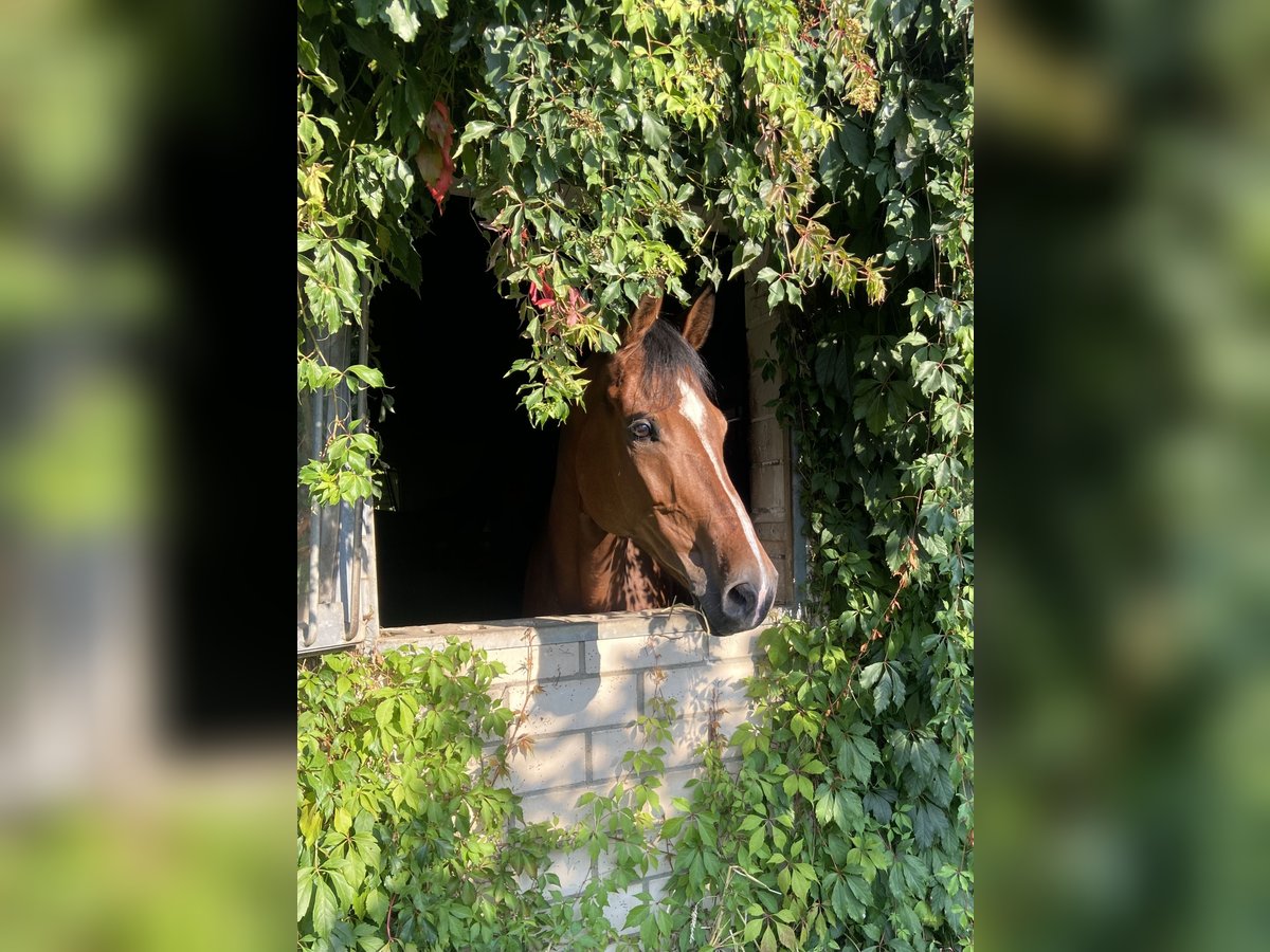 Westfaliano Caballo castrado 10 años 169 cm Castaño in Brakel