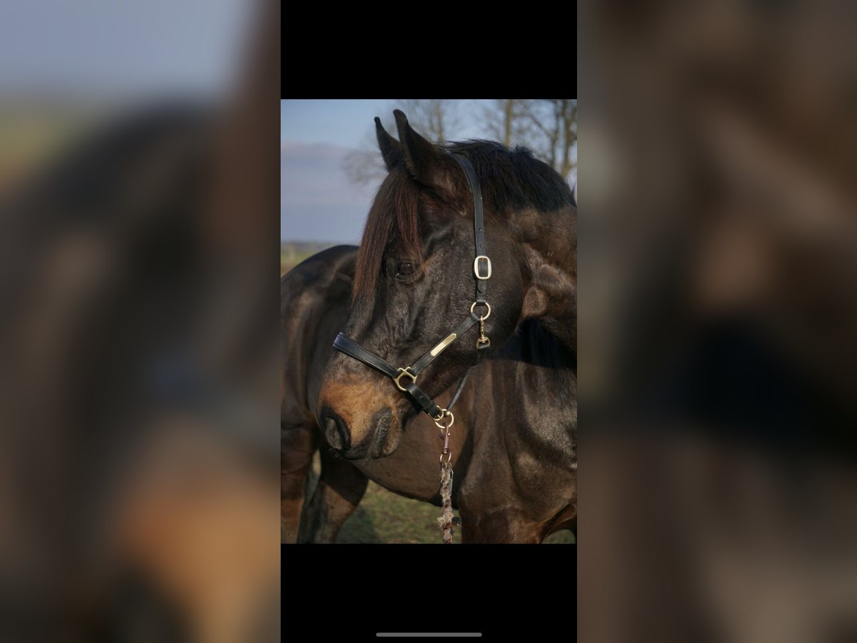 Westfaliano Caballo castrado 10 años 169 cm Castaño oscuro in Ketzin