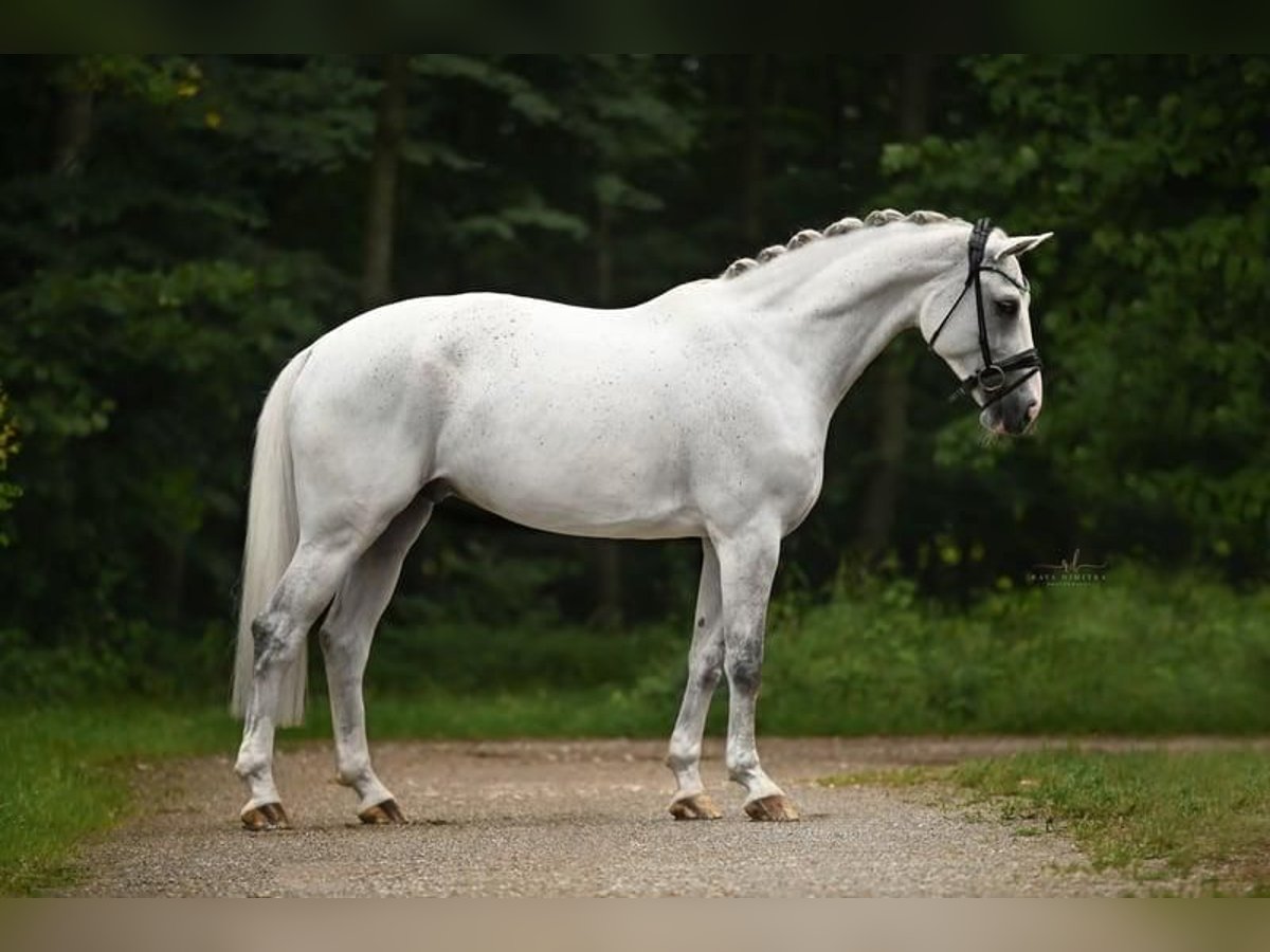 Westfaliano Caballo castrado 10 años 170 cm Tordo in Weil der Stadt