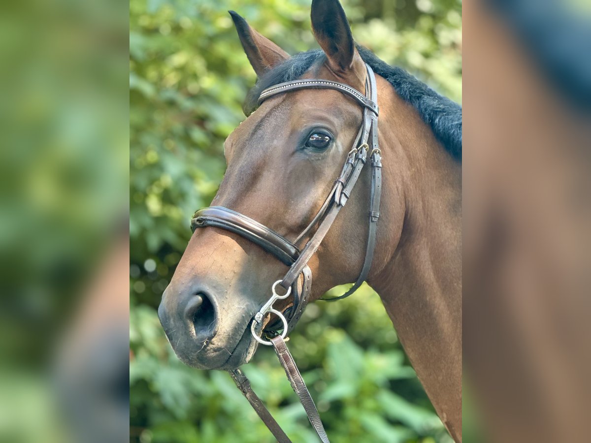 Westfaliano Caballo castrado 10 años 172 cm Castaño in Salzkotten