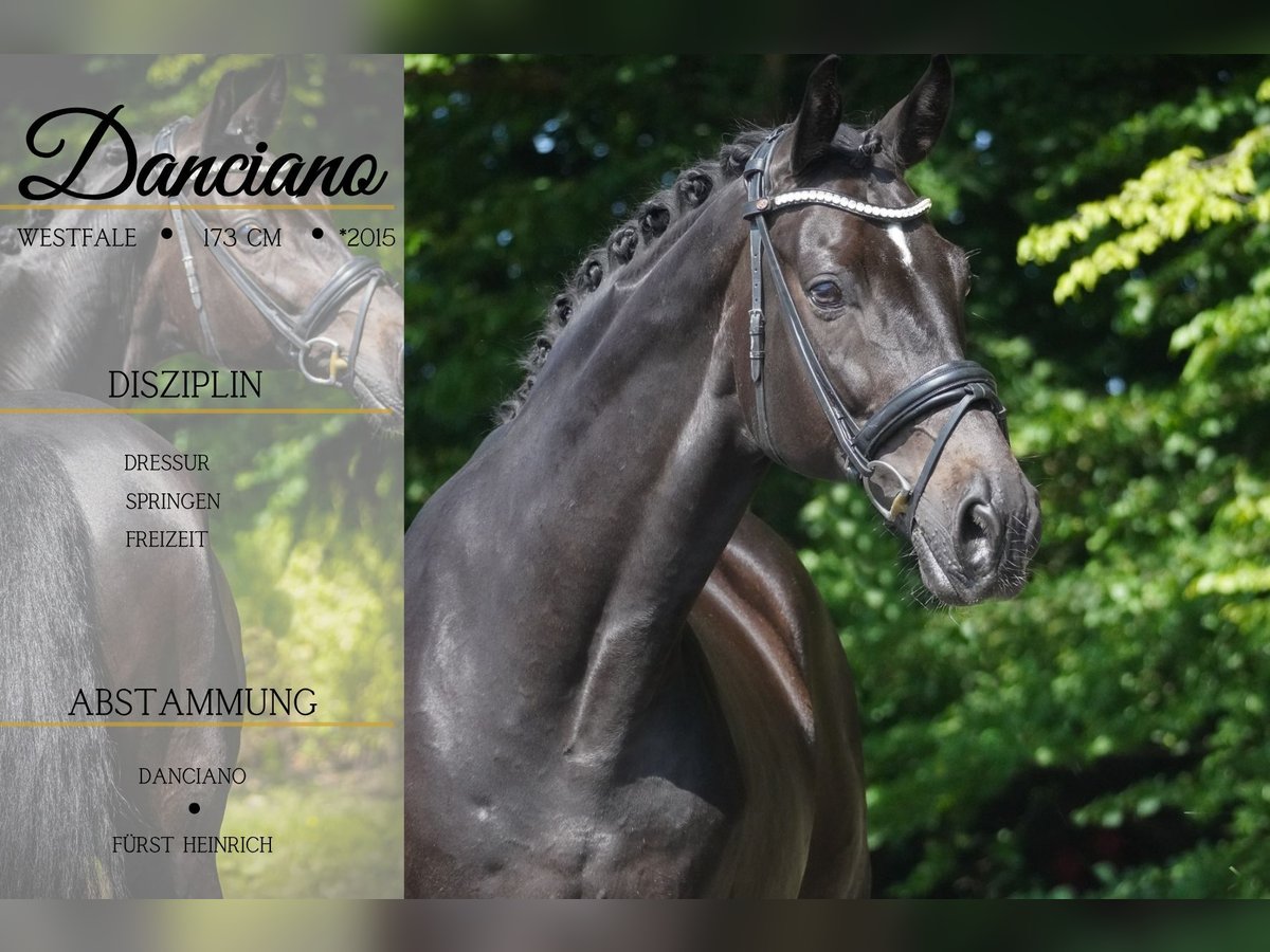Westfaliano Caballo castrado 10 años 173 cm Morcillo in Nettersheim