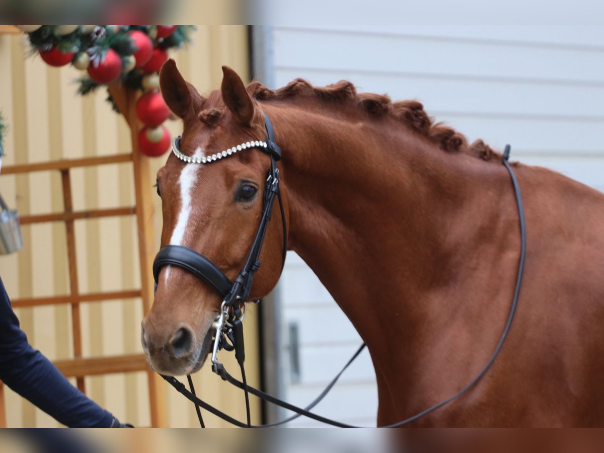 Westfaliano Caballo castrado 10 años 175 cm Alazán in Erftstadt