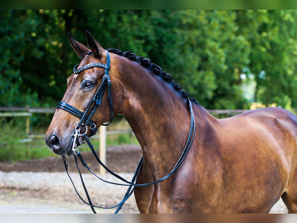 Westfaliano Caballo castrado 11 años 169 cm Castaño in Rees