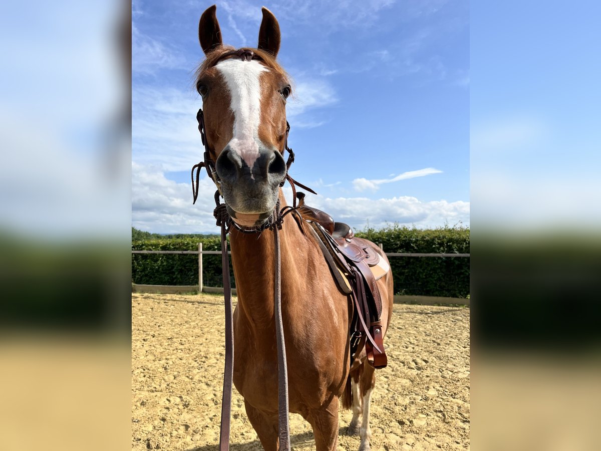 Westfaliano Caballo castrado 11 años 170 cm Alazán in Diemelsee