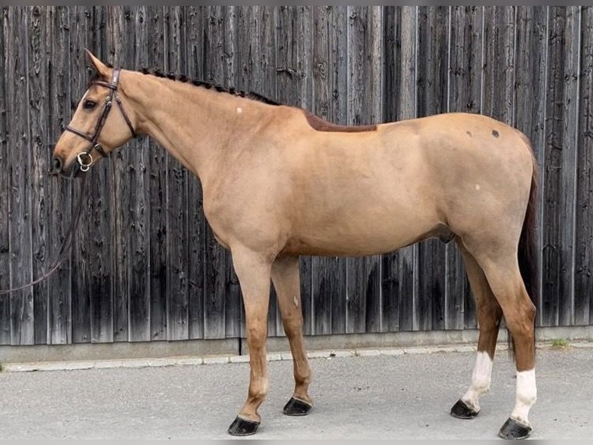 Westfaliano Caballo castrado 11 años 172 cm Alazán-tostado in Walldorf