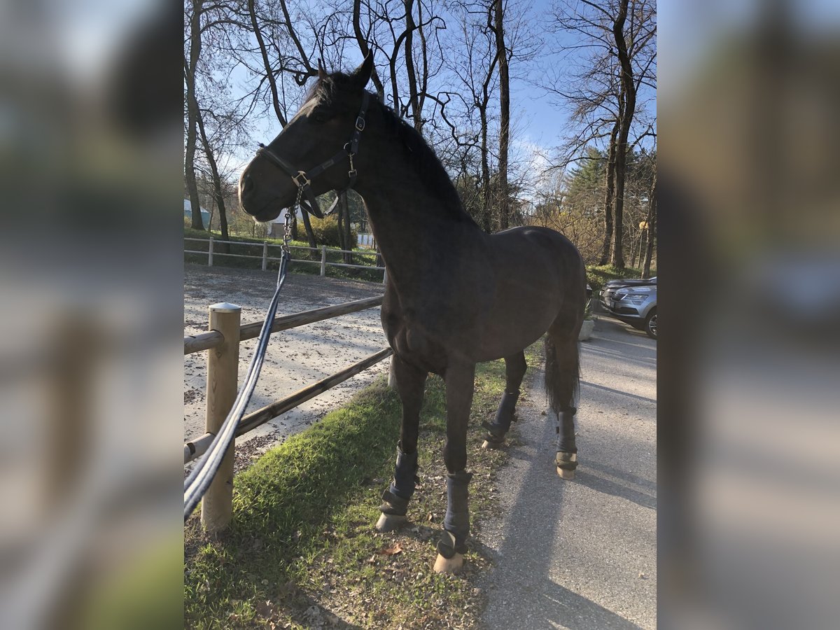 Westfaliano Caballo castrado 11 años 182 cm Morcillo in Samarate