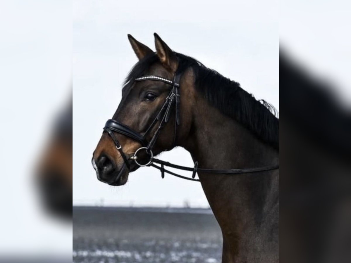 Westfaliano Caballo castrado 12 años 168 cm Castaño in Dortmund