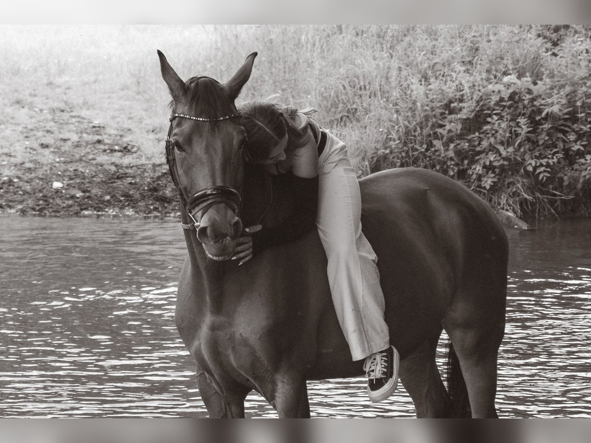 Westfaliano Caballo castrado 12 años 172 cm Castaño in B&#xFC;ren