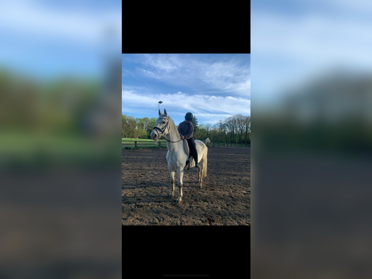 Westfaliano Caballo castrado 13 años 158 cm Tordo in Dülmen