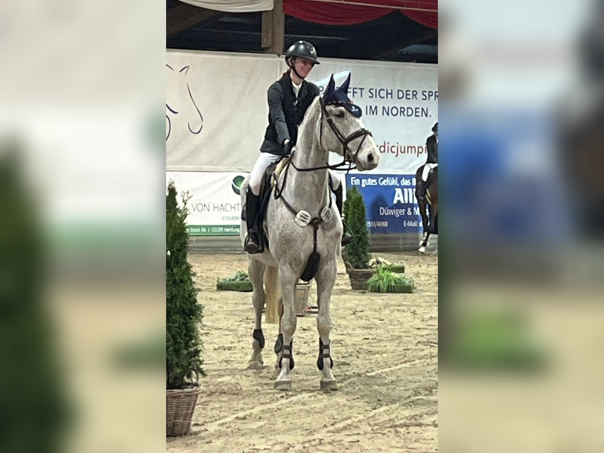 Westfaliano Caballo castrado 13 años 175 cm Tordo picazo in Braderup