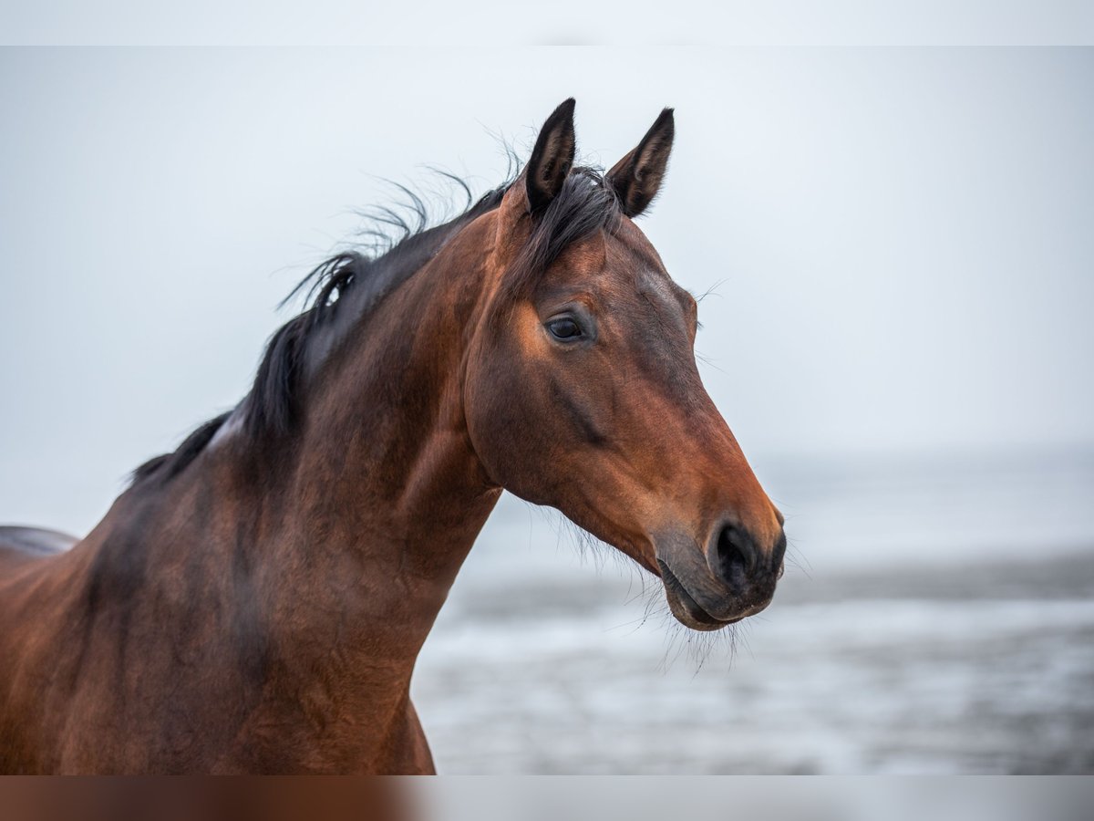 Westfaliano Caballo castrado 13 años 177 cm Castaño oscuro in Emden
