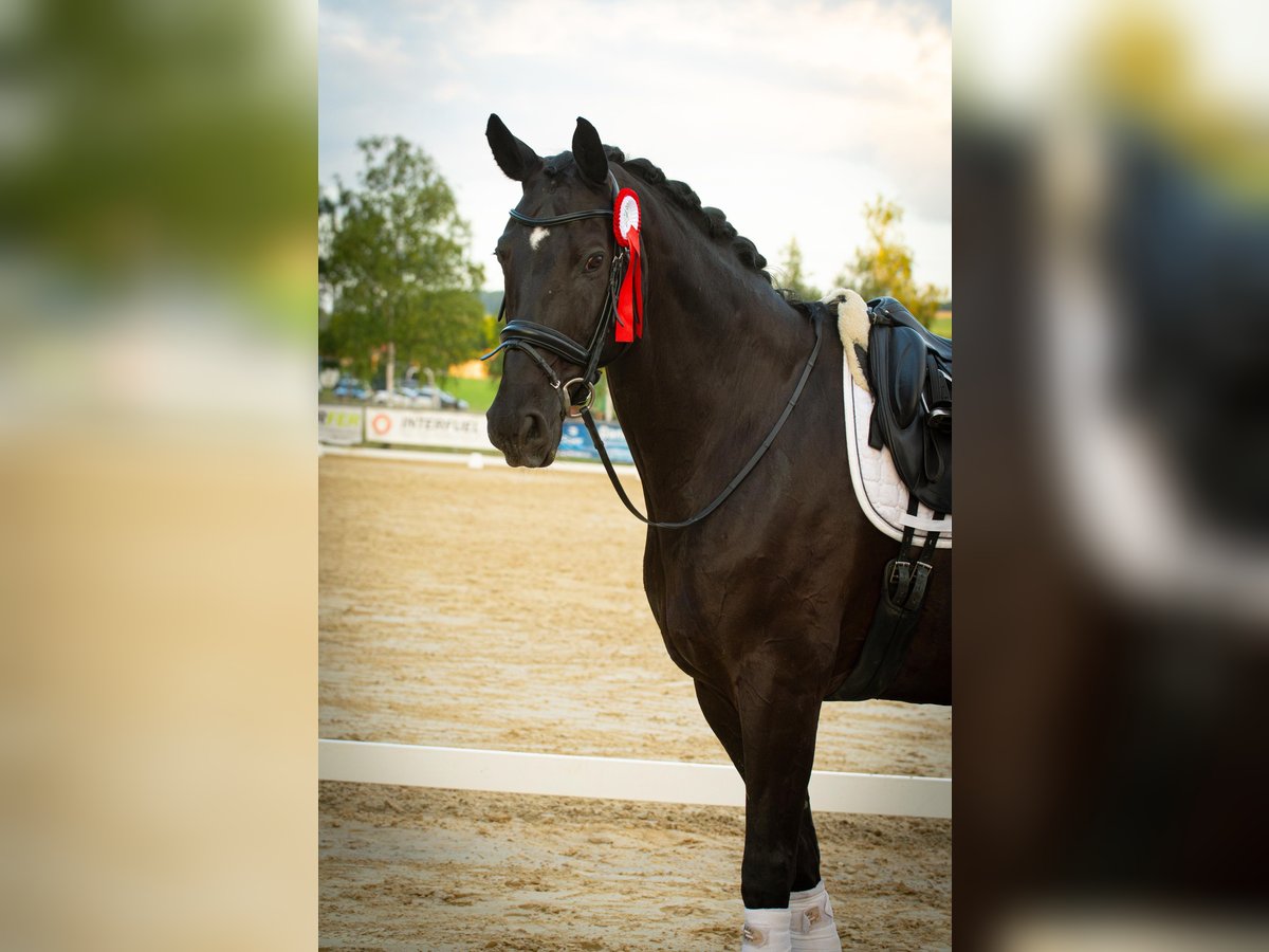 Westfaliano Caballo castrado 13 años 178 cm Negro in Wuppertal