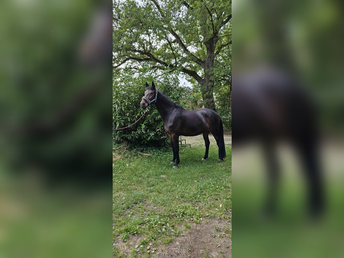 Westfaliano Caballo castrado 13 años Castaño in Hamburg