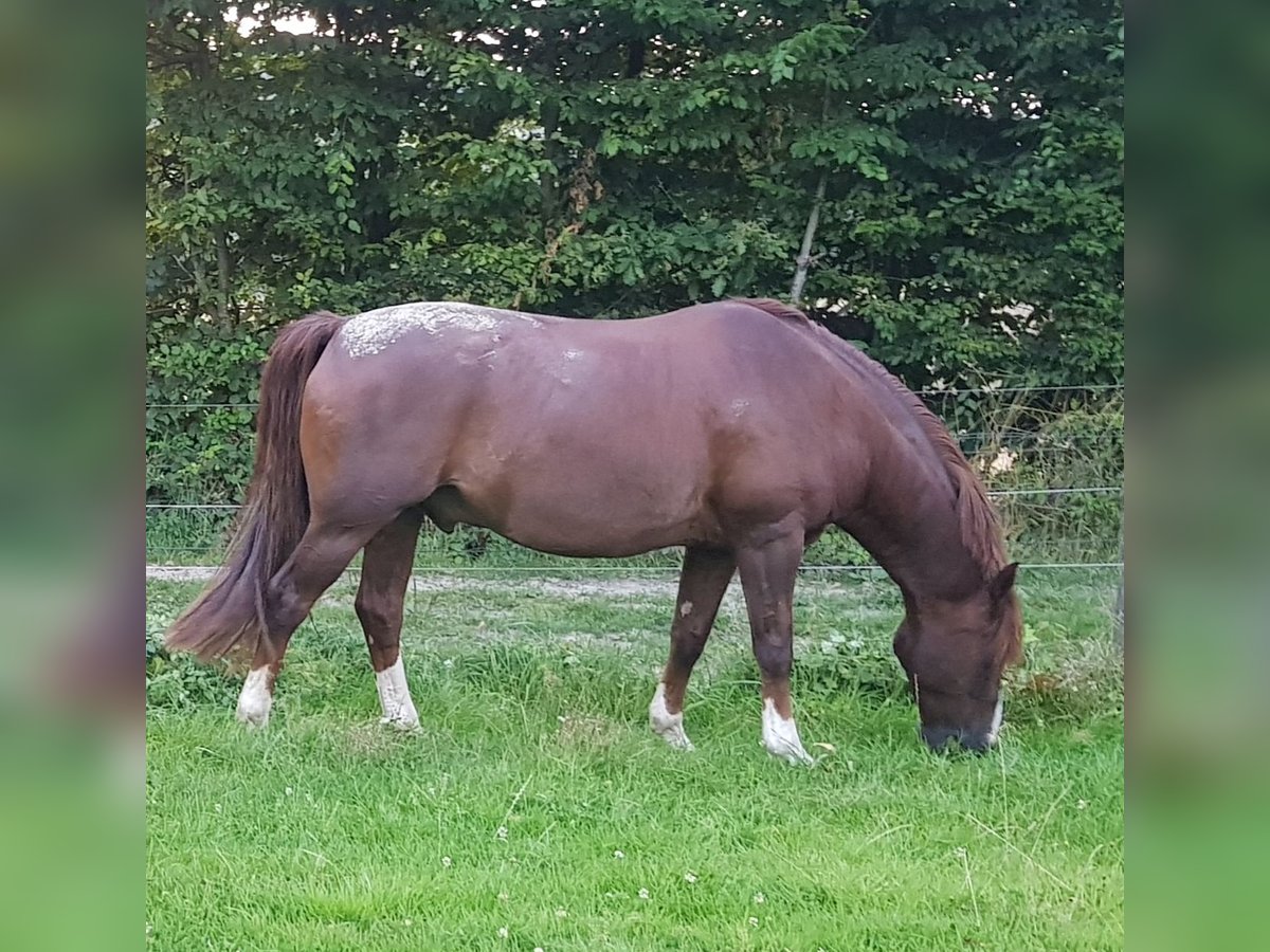 Westfaliano Mestizo Caballo castrado 14 años 157 cm in Wetter (Ruhr)