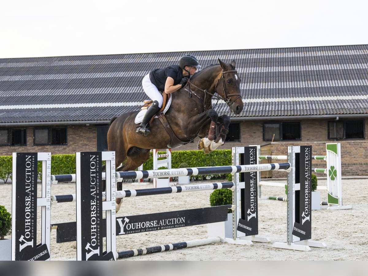 Westfaliano Caballo castrado 14 años 171 cm Castaño in Waddinxveen