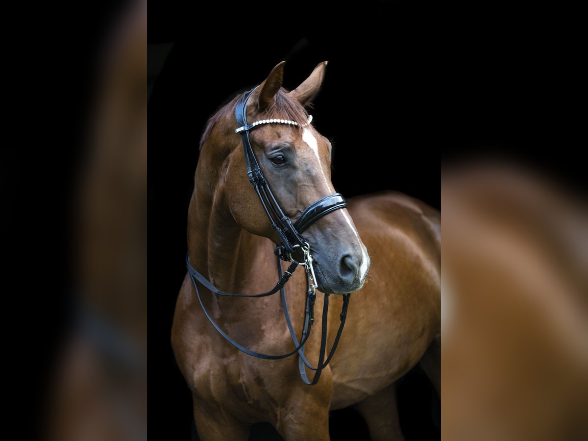 Westfaliano Caballo castrado 14 años 176 cm Alazán-tostado in Traismauer