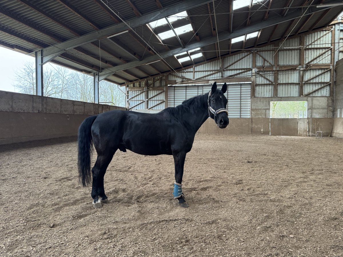 Westfaliano Caballo castrado 15 años 164 cm Negro in Nordheim