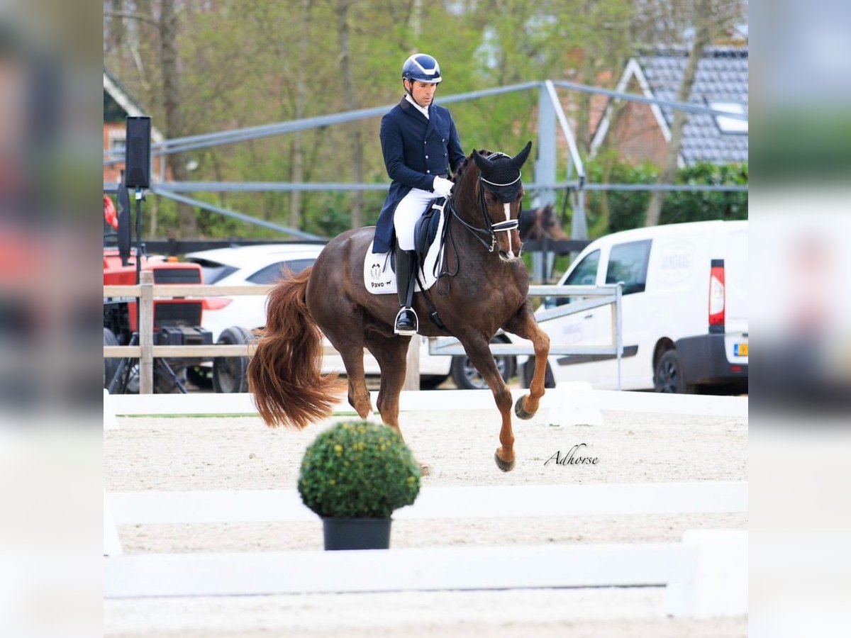 Westfaliano Caballo castrado 15 años 165 cm Alazán-tostado in Mol