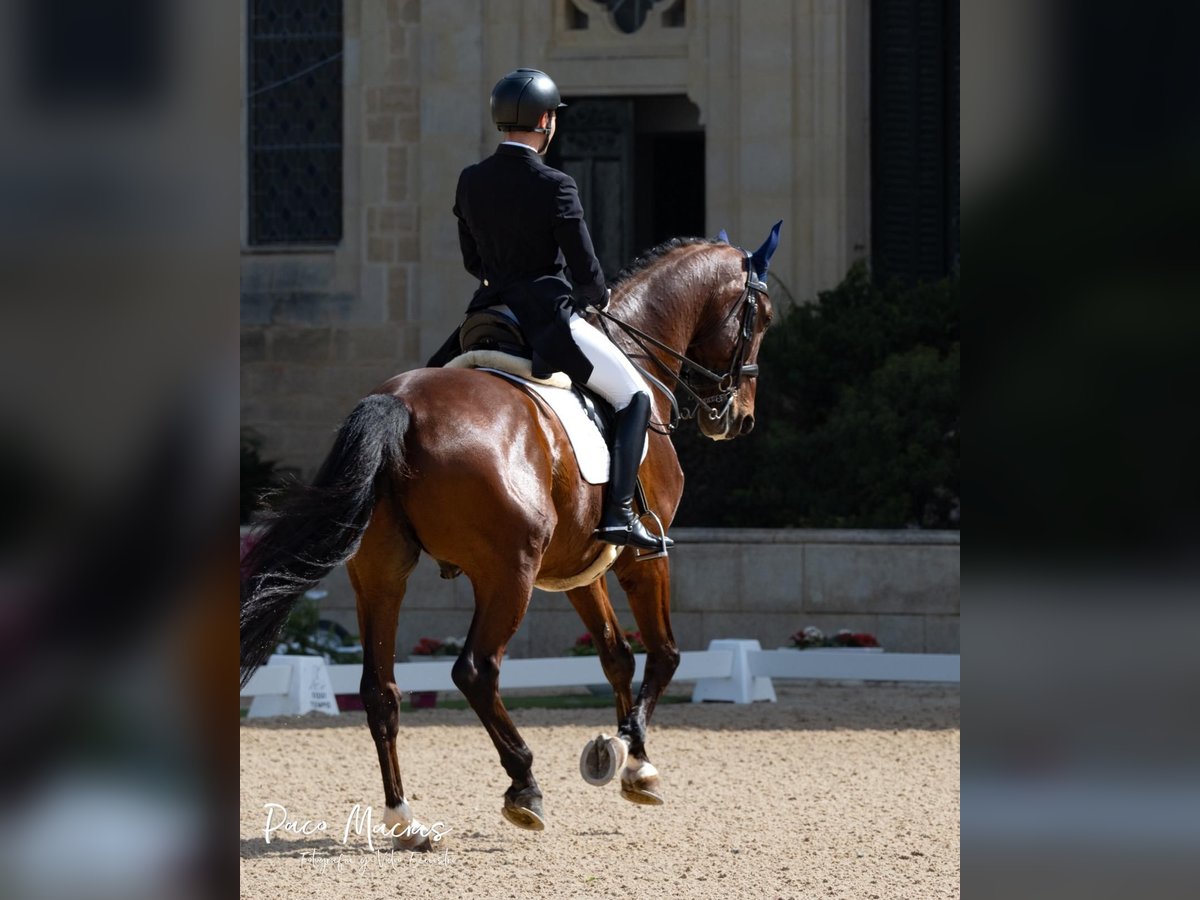 Westfaliano Caballo castrado 15 años 169 cm Castaño in La Barrosa