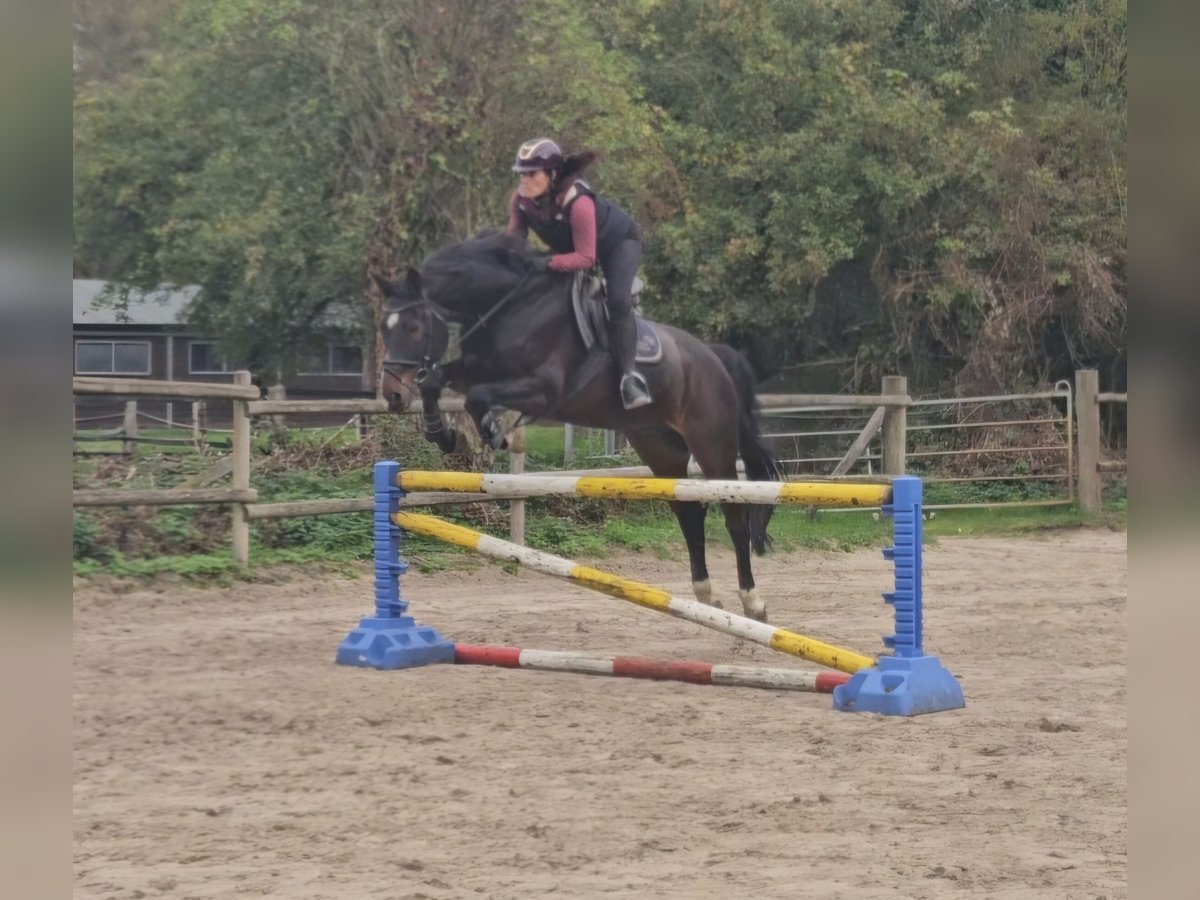 Westfaliano Caballo castrado 15 años 170 cm Morcillo in Wachtendonk