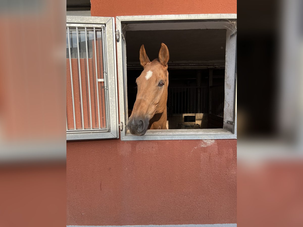 Westfaliano Caballo castrado 15 años 180 cm Alazán in Nürnberg