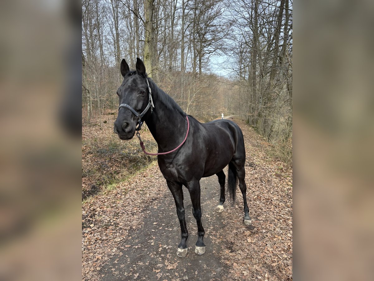 Westfaliano Caballo castrado 16 años 160 cm Negro in Sindelfingen