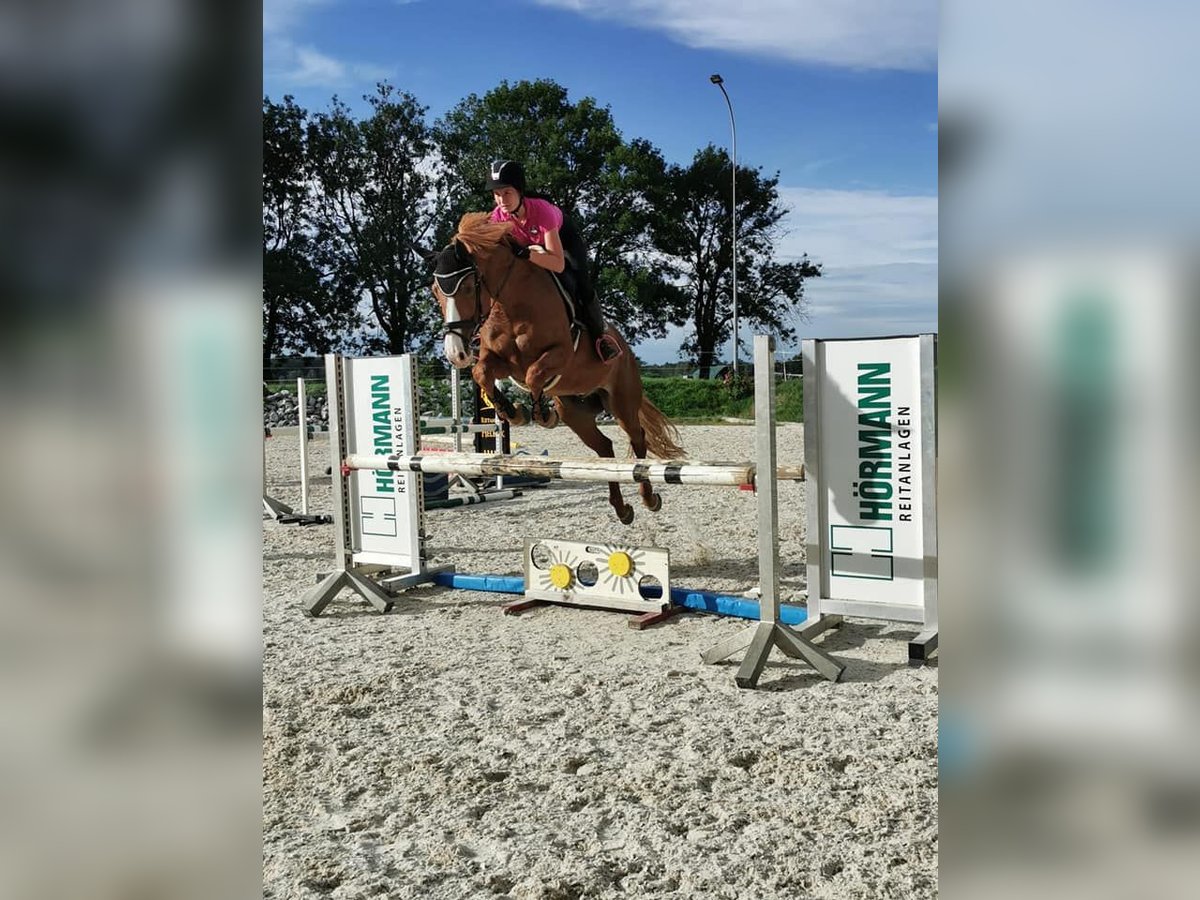 Westfaliano Caballo castrado 16 años 167 cm Alazán in Meiningen