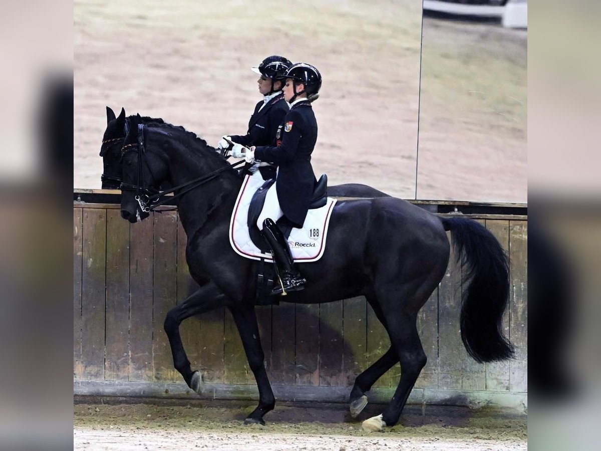 Westfaliano Caballo castrado 16 años 170 cm Negro in Nürnberg