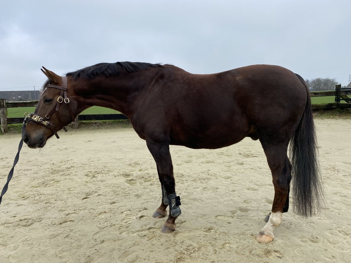 Westfaliano Caballo castrado 16 años 172 cm Alazán-tostado in Goch