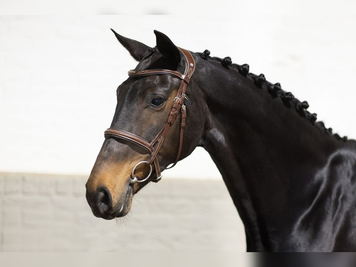 Westfaliano Caballo castrado 16 años 172 cm Castaño in Heerde