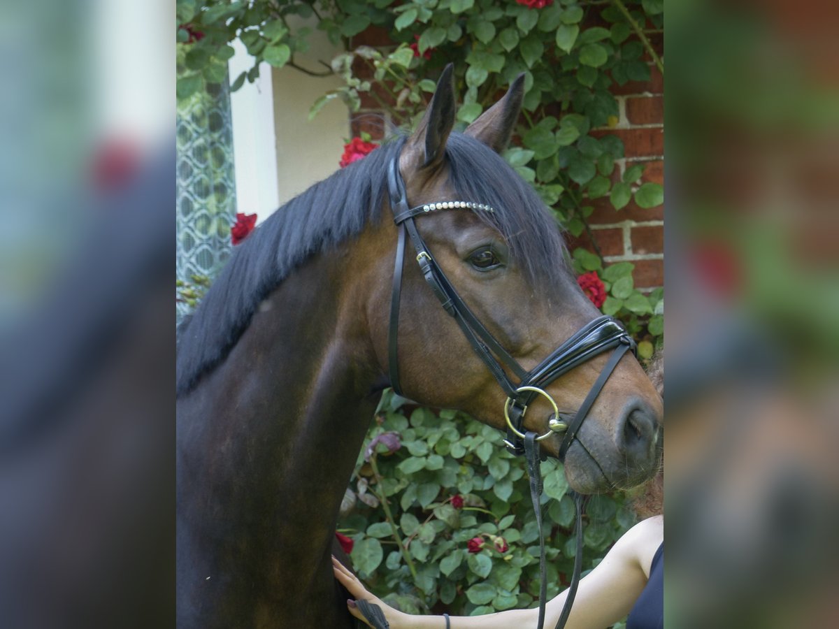 Westfaliano Caballo castrado 17 años 165 cm Castaño oscuro in Werlte