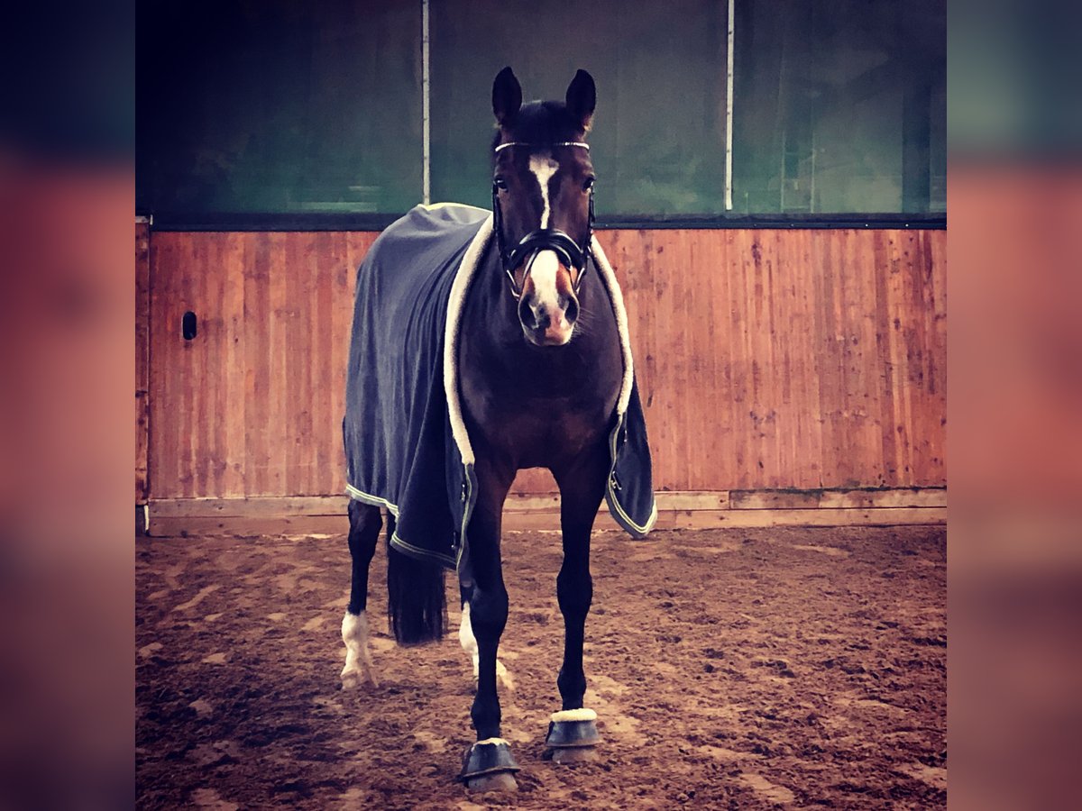 Westfaliano Caballo castrado 17 años 168 cm Castaño in Borken