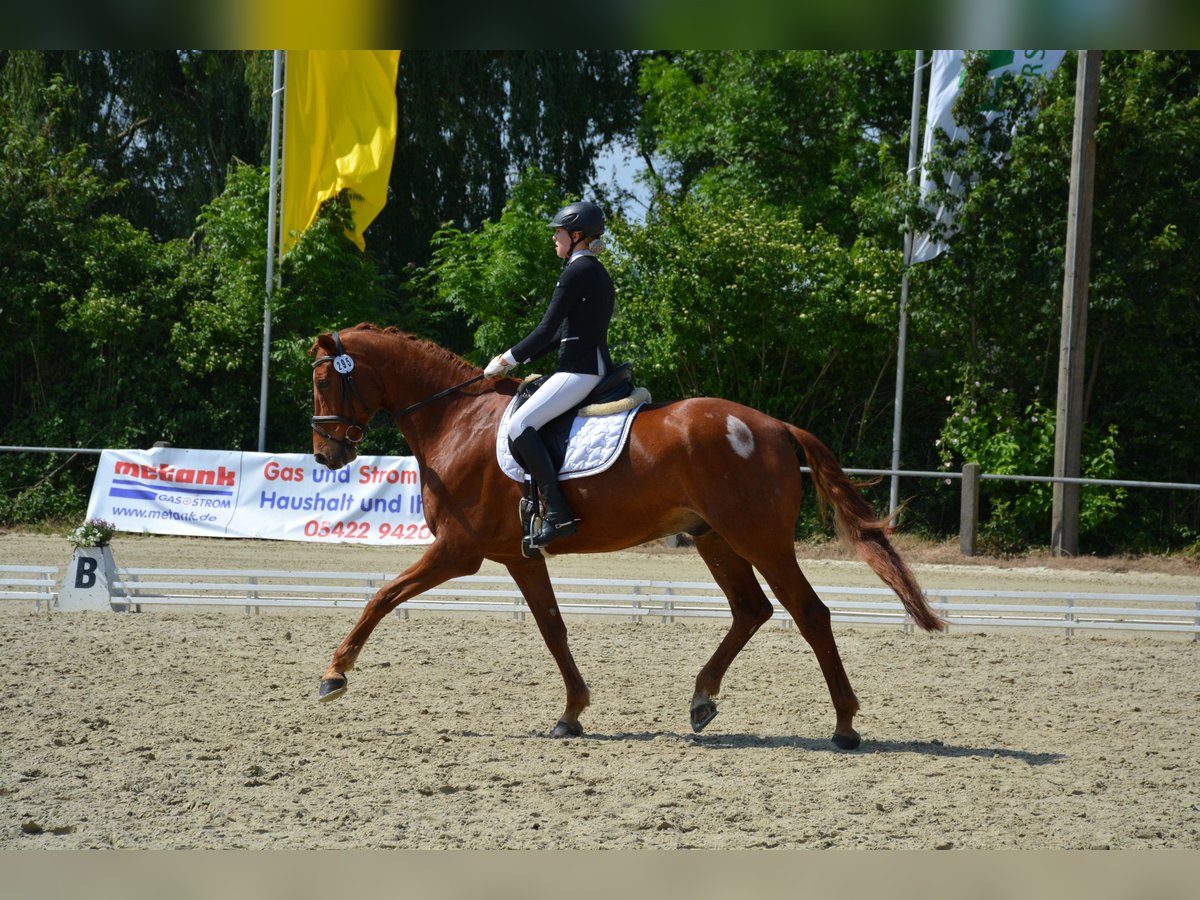 Westfaliano Caballo castrado 17 años 174 cm Alazán in Vlotho