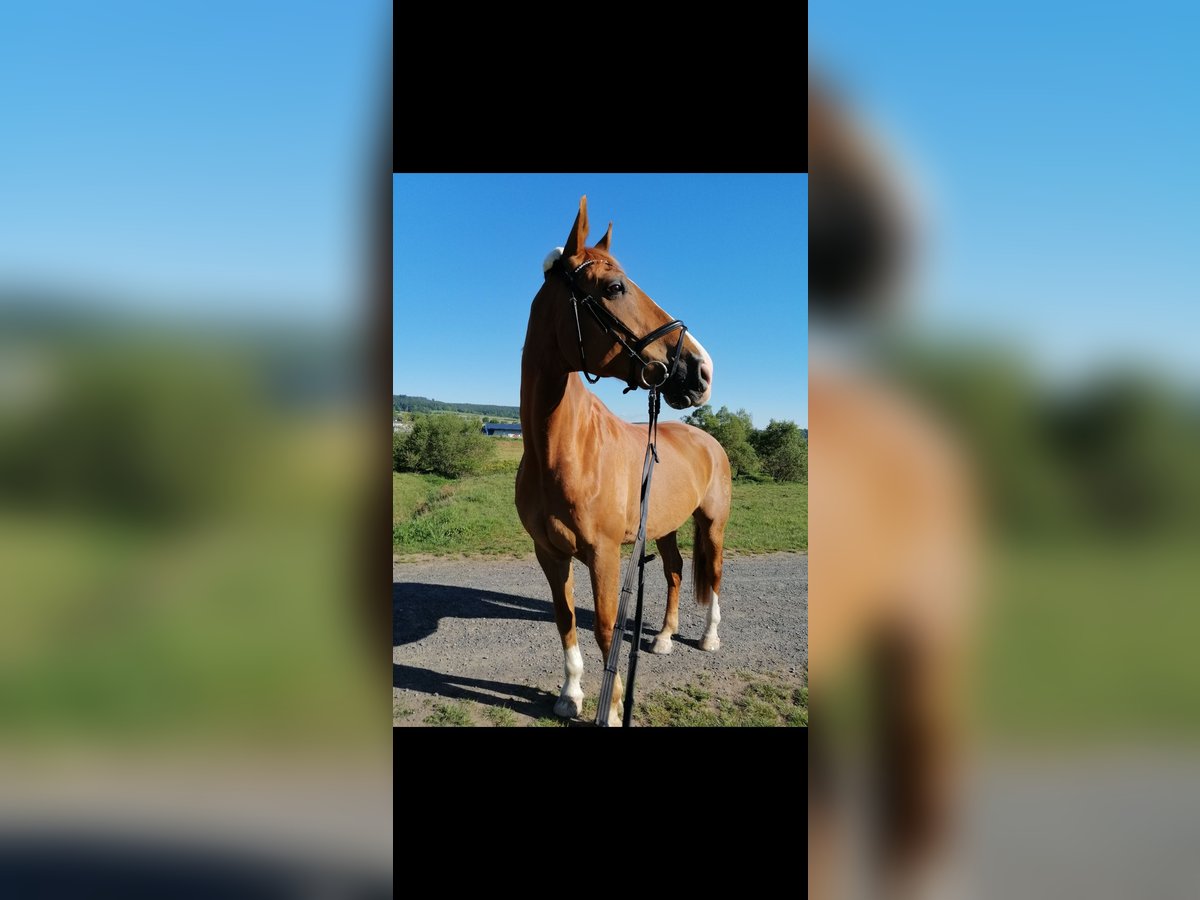 Westfaliano Caballo castrado 17 años 174 cm Alazán in Kassel