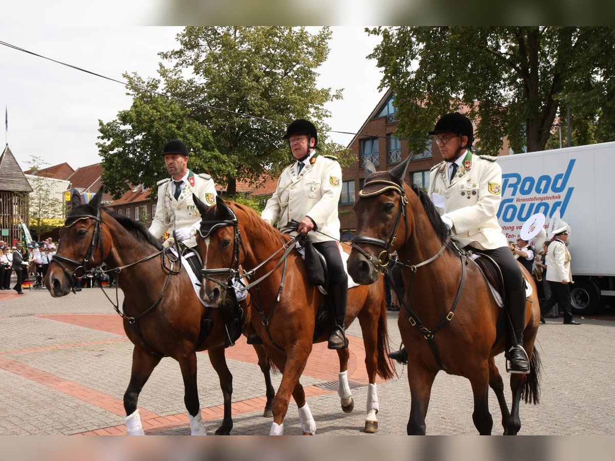 Westfaliano Caballo castrado 18 años 170 cm Alazán in Lohne (Oldenburg)