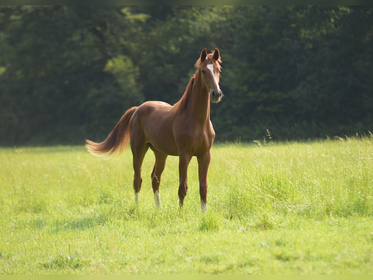 Westfaliano Caballo castrado 1 año Alazán in Herzebrock-Clarholz