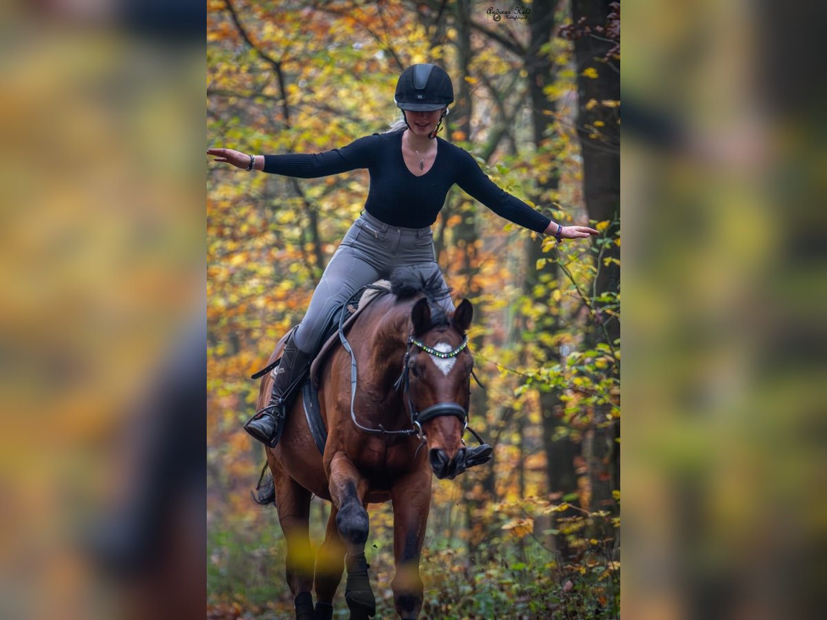 Westfaliano Caballo castrado 20 años 176 cm Alazán-tostado in Rottenburg an der Laaber