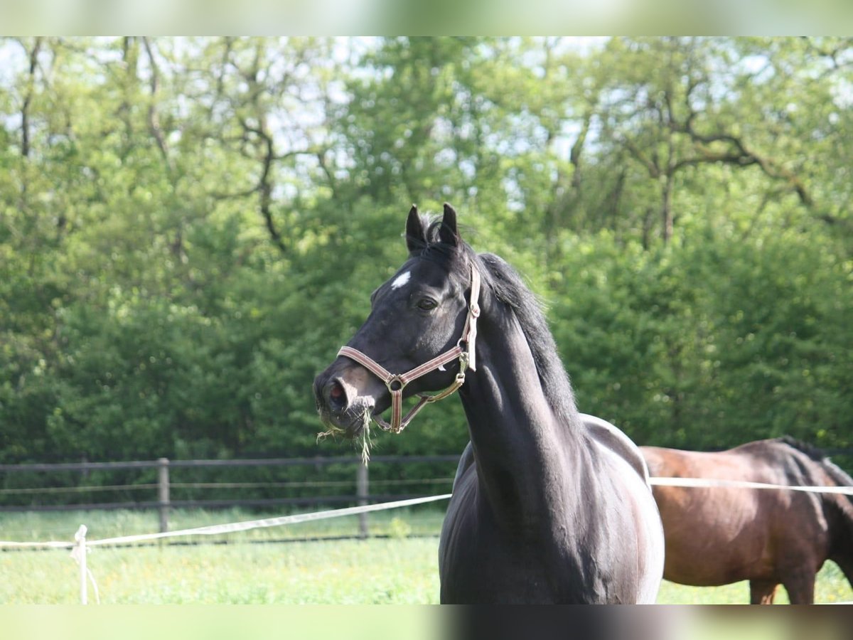 Westfaliano Caballo castrado 21 años 167 cm Castaño oscuro in Leverkusen