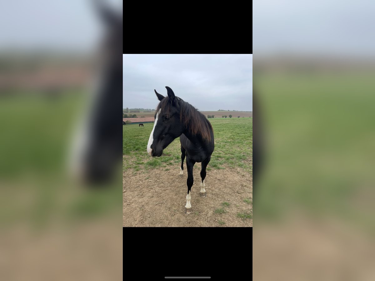 Westfaliano Caballo castrado 2 años 170 cm Negro in Neuberg