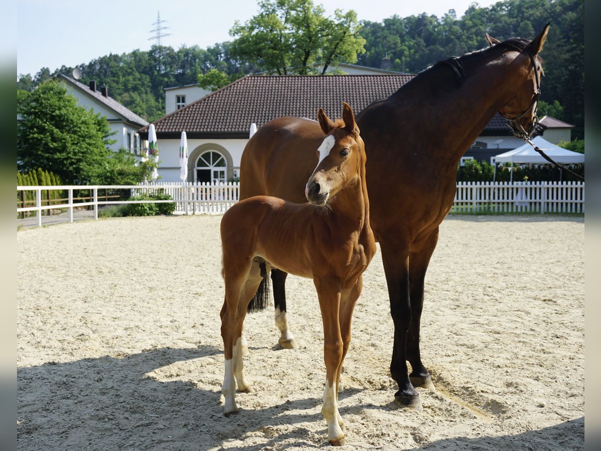 Westfaliano Caballo castrado 2 años Alazán in Haigerloch