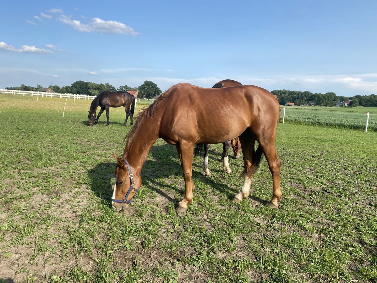 Westfaliano Caballo castrado 3 años 157 cm Alazán in Recke