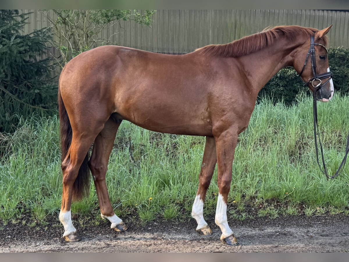 Westfaliano Caballo castrado 3 años 162 cm Alazán in Dorsten
