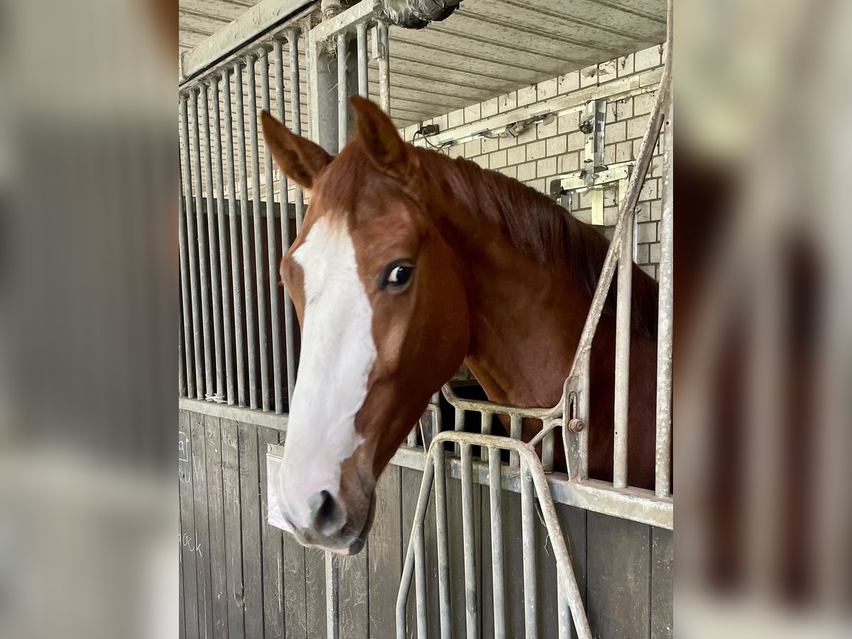 Westfaliano Caballo castrado 3 años 163 cm Alazán in K&#xF6;ln