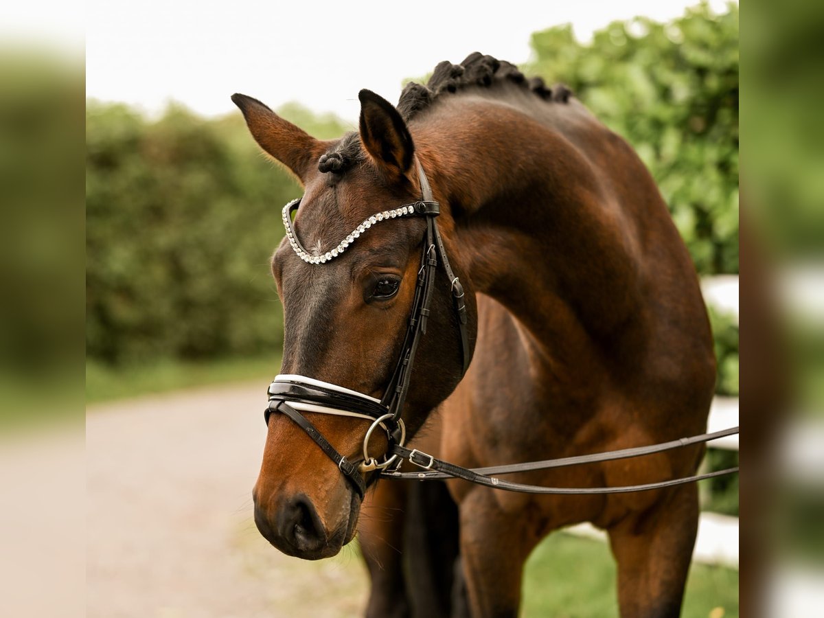 Westfaliano Caballo castrado 3 años 163 cm Castaño in Uedem