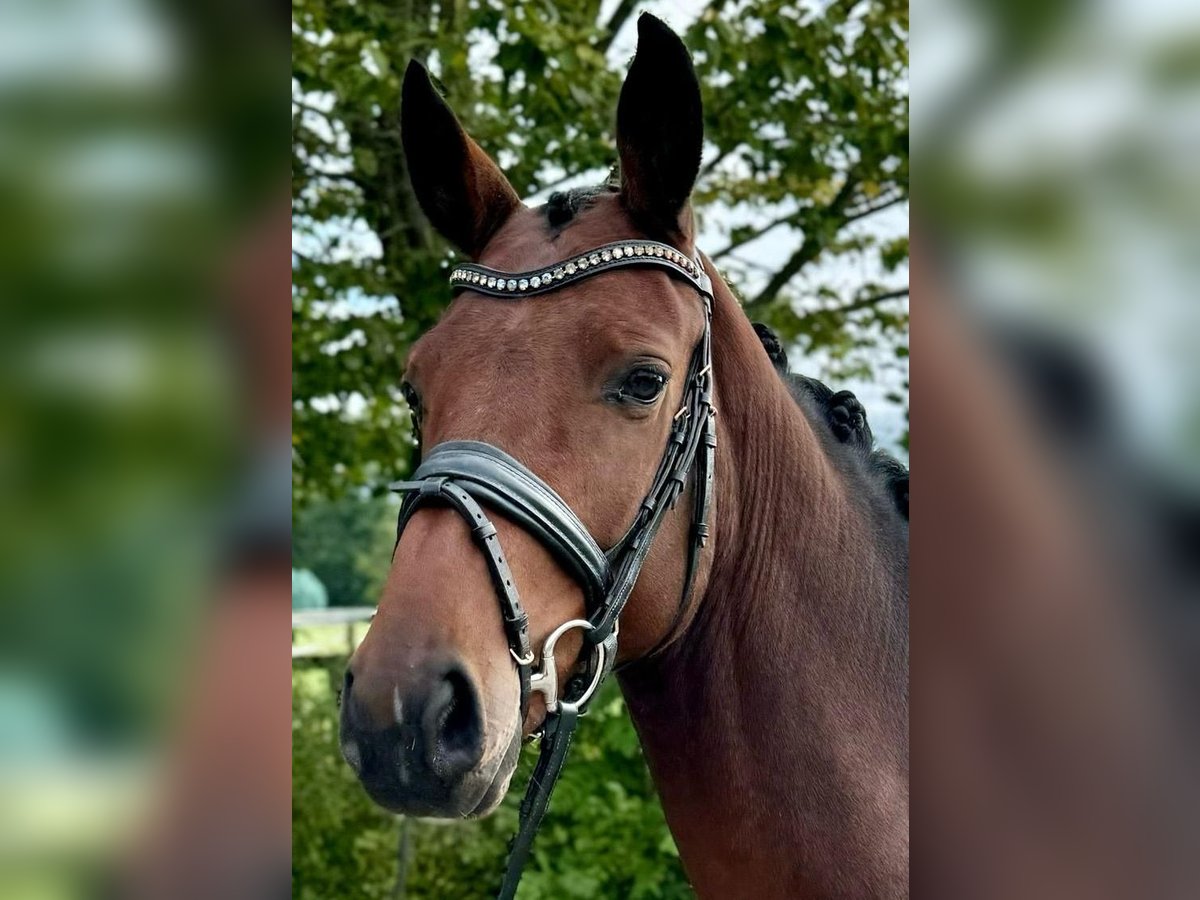 Westfaliano Caballo castrado 3 años 164 cm Castaño in Münster