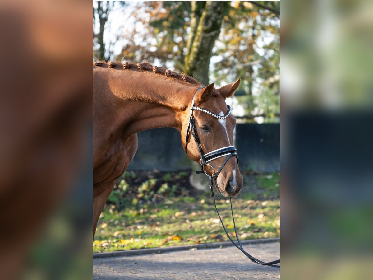 Westfaliano Caballo castrado 3 años 167 cm Alazán in Paderborn