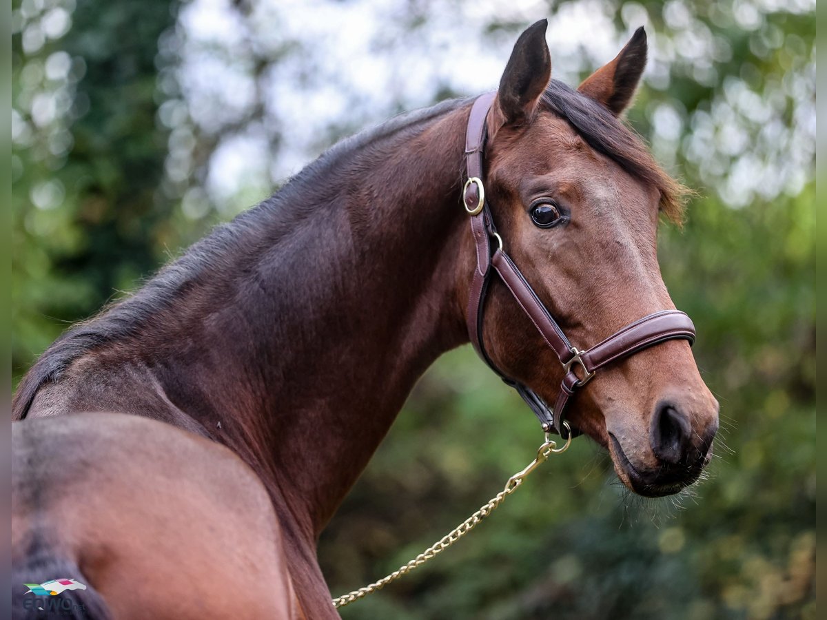 Westfaliano Caballo castrado 3 años 167 cm Castaño in F&#xFC;rstenau