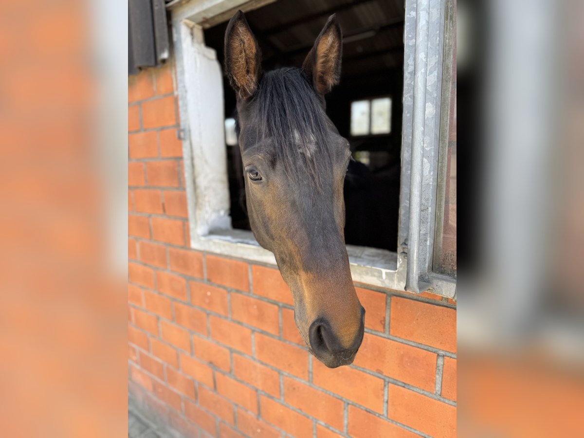 Westfaliano Caballo castrado 3 años 168 cm Castaño oscuro in Dortmund Westfaliano Caballo castrado 3 años 168 cm Castaño oscuro in Dortmund