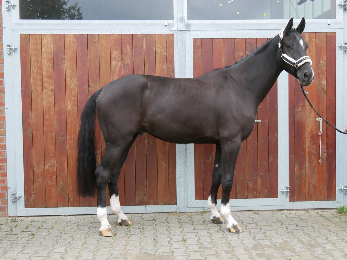 Westfaliano Caballo castrado 3 años 168 cm Negro in Dorsten