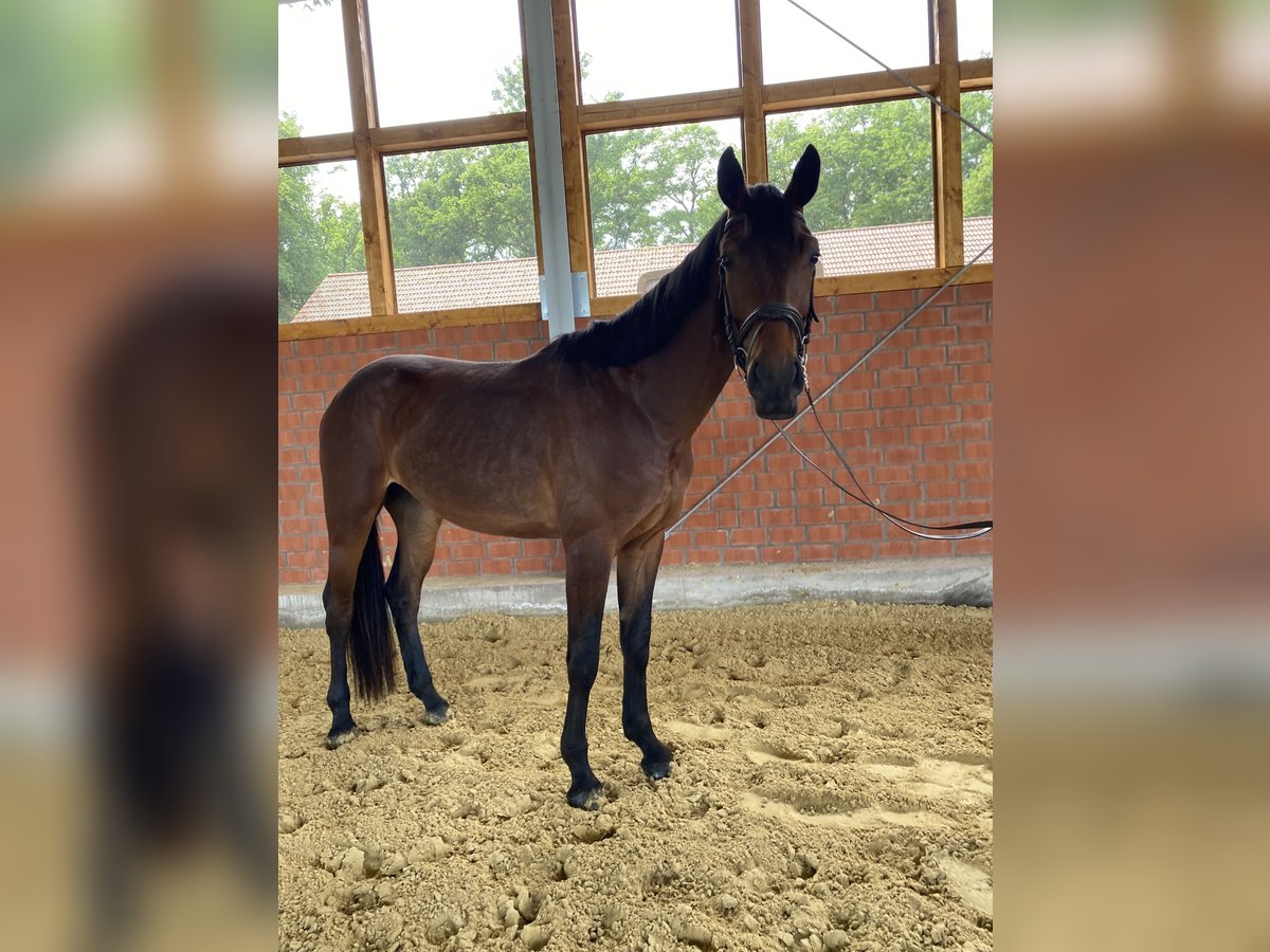 Westfaliano Caballo castrado 3 años 170 cm Castaño in Rietberg